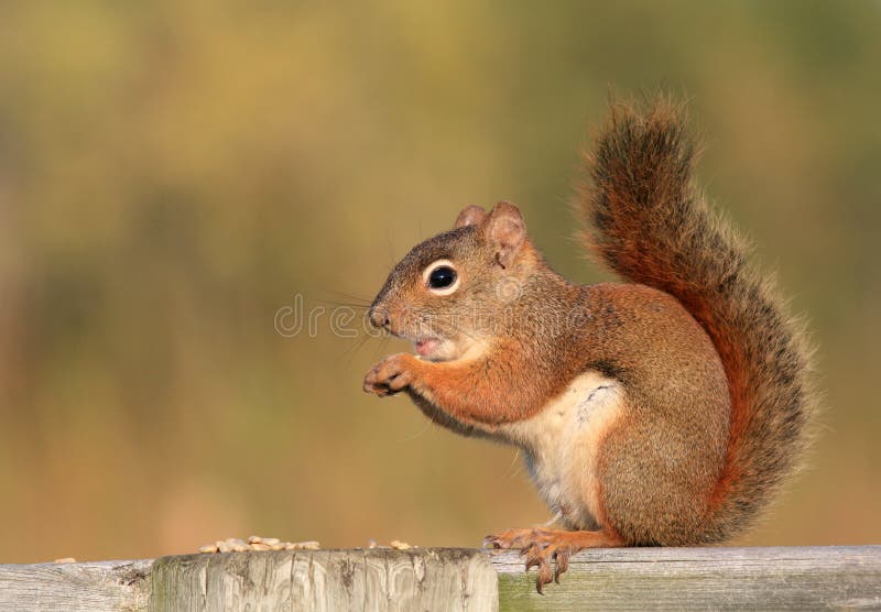Red Squirrel on Wood Fence
