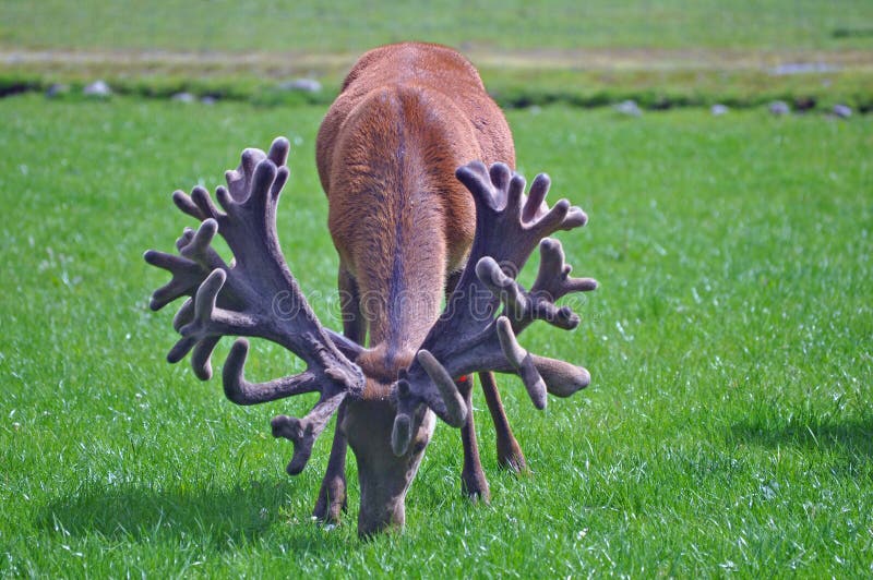 Red stag with an impressive set of antlers stock photos Red stag with an impressive set of antlers stock photos
