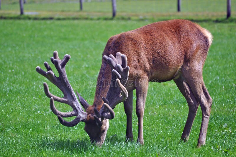 Red stag with an impressive set of antlers royalty free stock photo Red stag with an impressive set of antlers royalty free stock photo