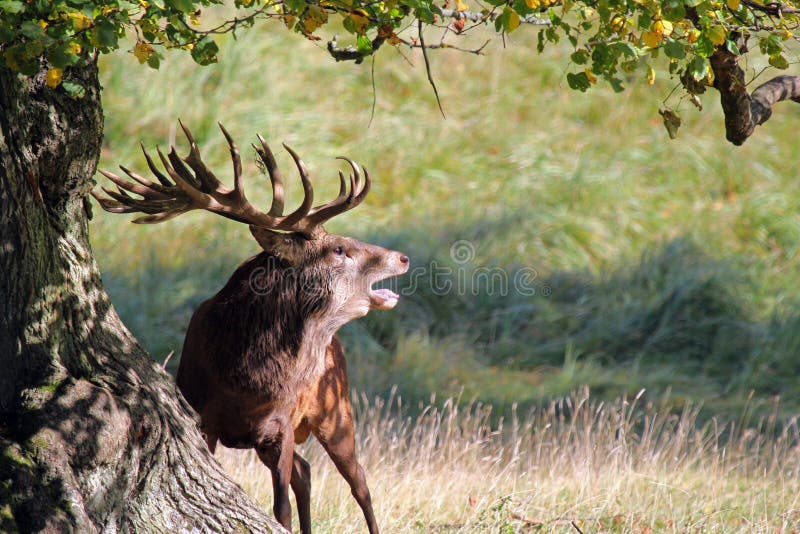 Powerful Red deer stag roaring in rutting season.