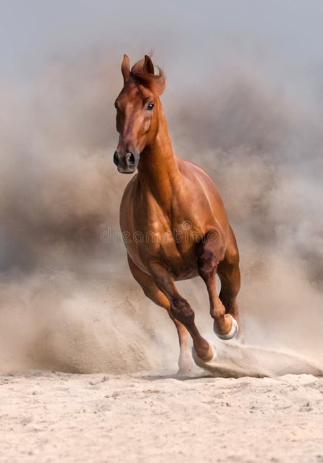 Red stallion in desert