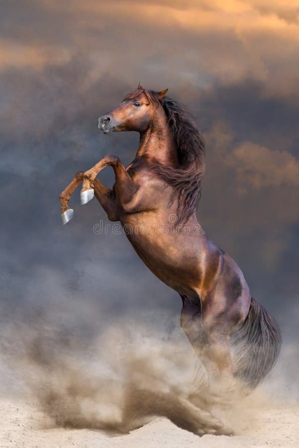 Red stallion with long mane rearing up in sunset dust. Bay arabian stallion rearing stock images, royalty-free photos and pictures