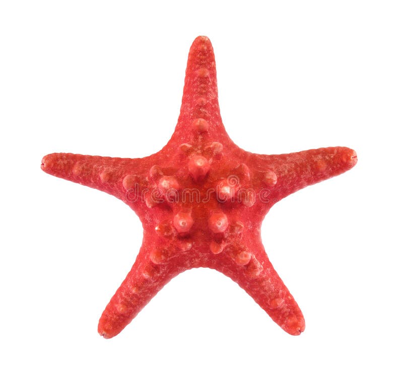 Red starfish