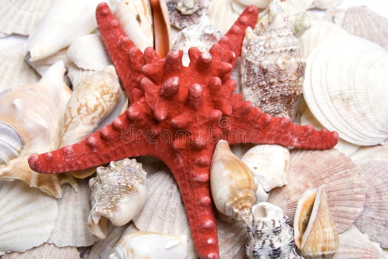 Red starfish