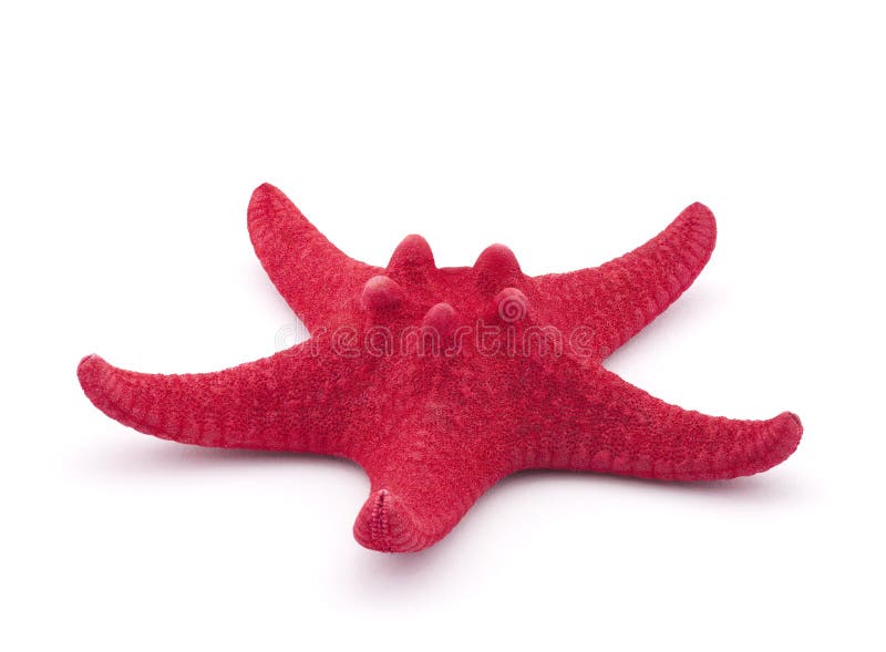 Red starfish