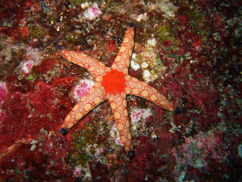 Red starfish