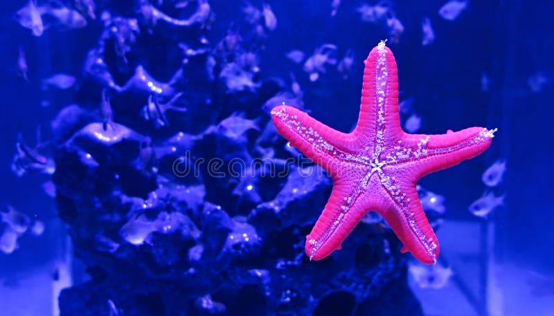 Starfish on Blue Aquarium Background Stock Image - Image of background,  water: 146418481