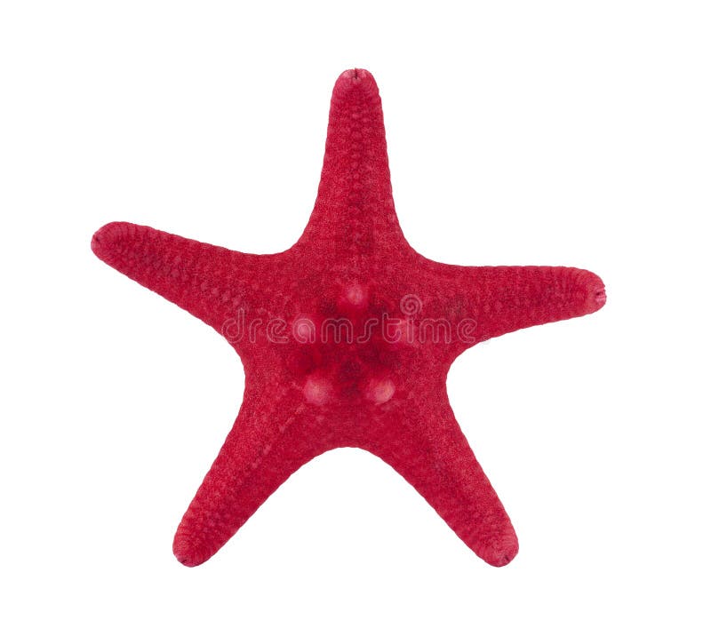 Red starfish with clipping path