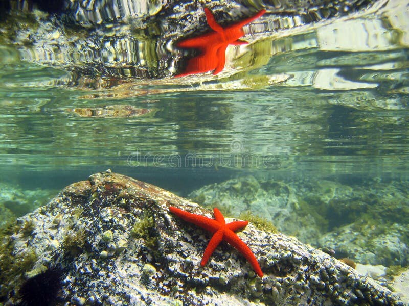 Red starfish mirror stock image