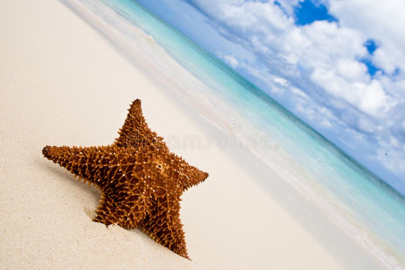 Red starfish on a sand beach