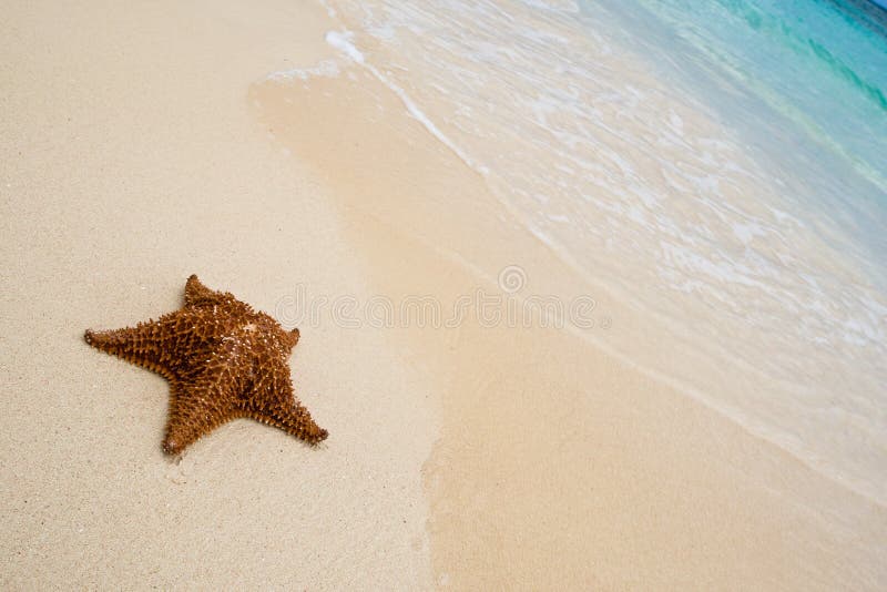 Red starfish on a sand beach