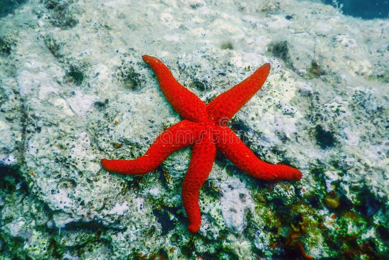 Red Starfish on the Sea Floor Echinaster sepositus Underwater