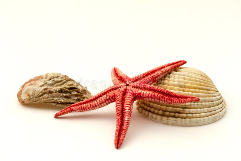 Red starfish and shells