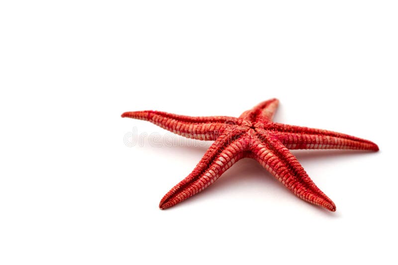 Red Starfish on white