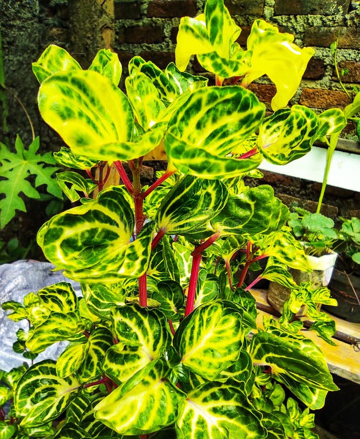 Red stem spinach plant stock photo. Image of green, spinach 201405882