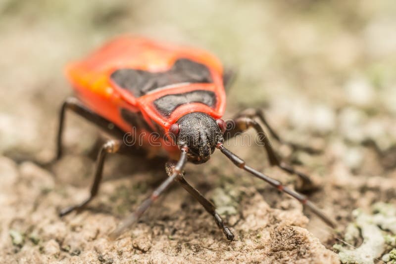 Head Detail Of A Red Stink Bug