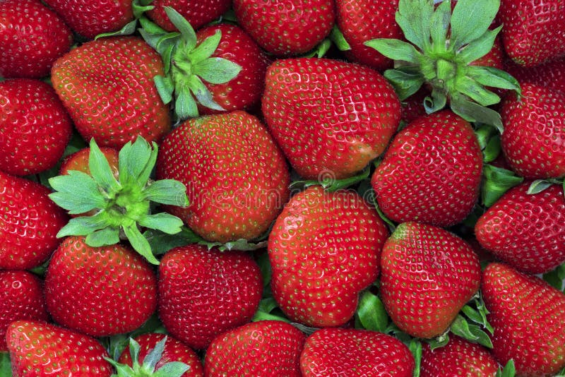 Red Strawberries Background Stock Image Image of multiple, nature