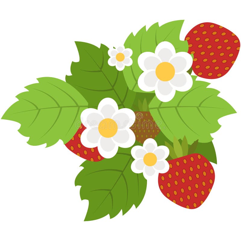 Red strawberries with leaves and flower flat vector icon