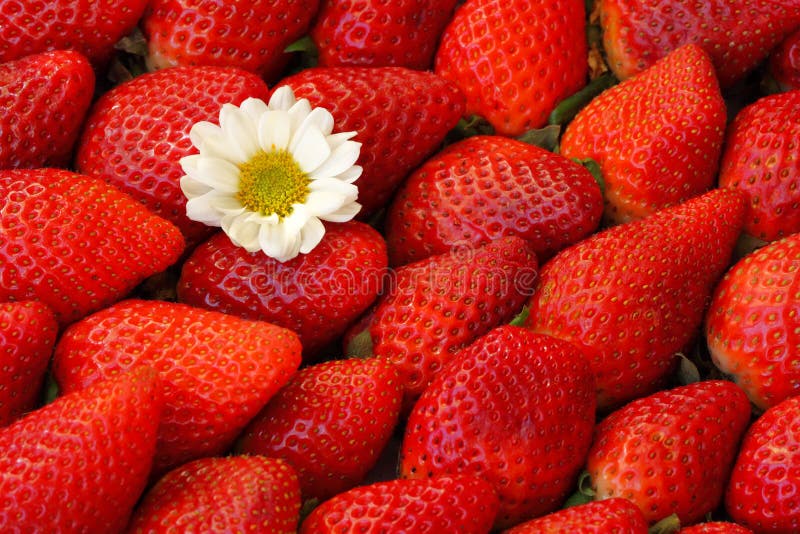Red strawberry background stock image. Image of fruit 69911377