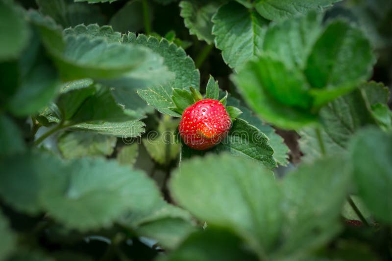 Red Strawberry on Strawberry Plant Stock Image Image of berry, garden