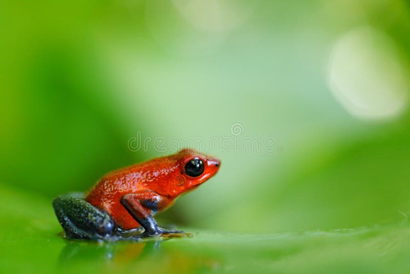 Red Strawberry Poison Dart Frog, Dendrobates Pumilio, in the Nature