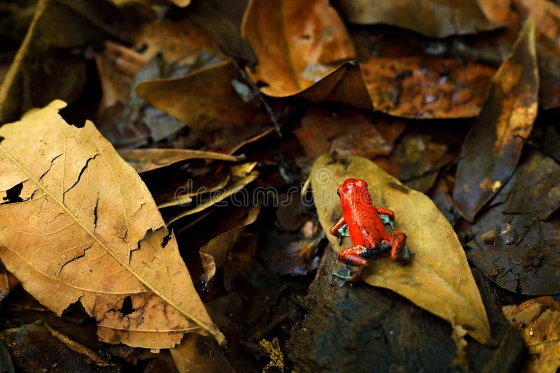 Red Strawberry Poison Dart Frog, Dendrobates Pumilio, in the Nature