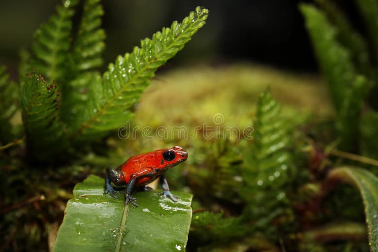 322 Poison Dart Frog Habitat Stock Photos - Free & Royalty-Free Stock