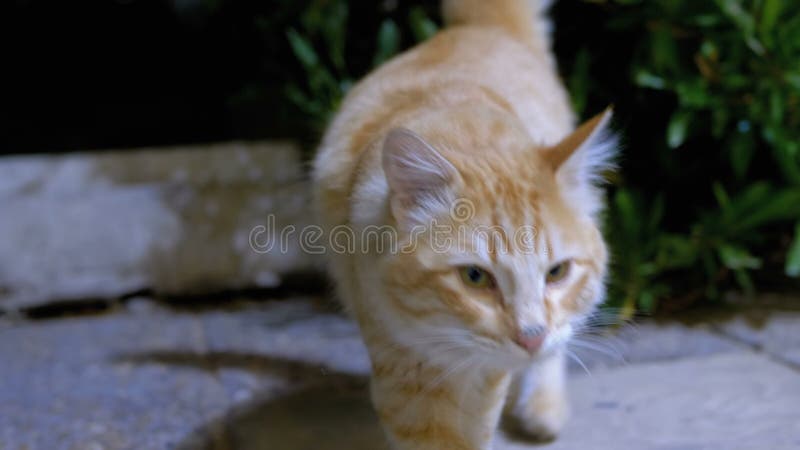 Red Stray Egyptian Cat på en gata på natten