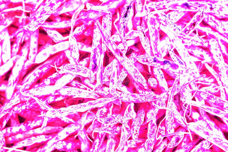 Red String Beans, Modified Color Scheme, Colorful Background. Stock