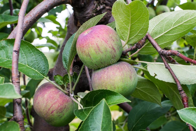 Red striped cortland apples on a tree