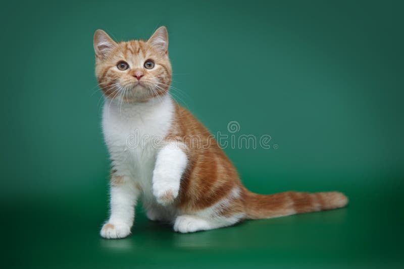Crisis' Art Emporium! Red-striped-kitten-green-background-scottish-bicolor-cat-poses-95385552