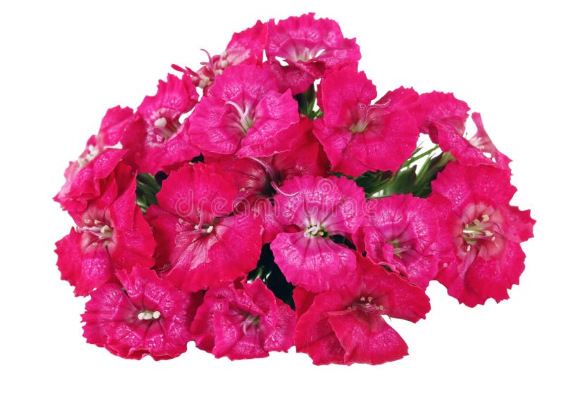 Red Summer Carnations Flowers Macro Isolated Stock Image Image of