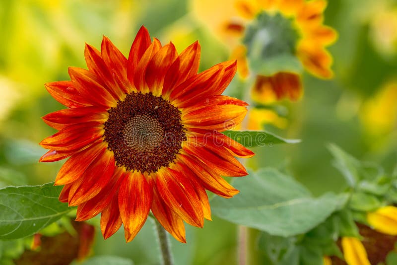Red sunflowers stock photo. Image of nature, vivid, beauty 80658596