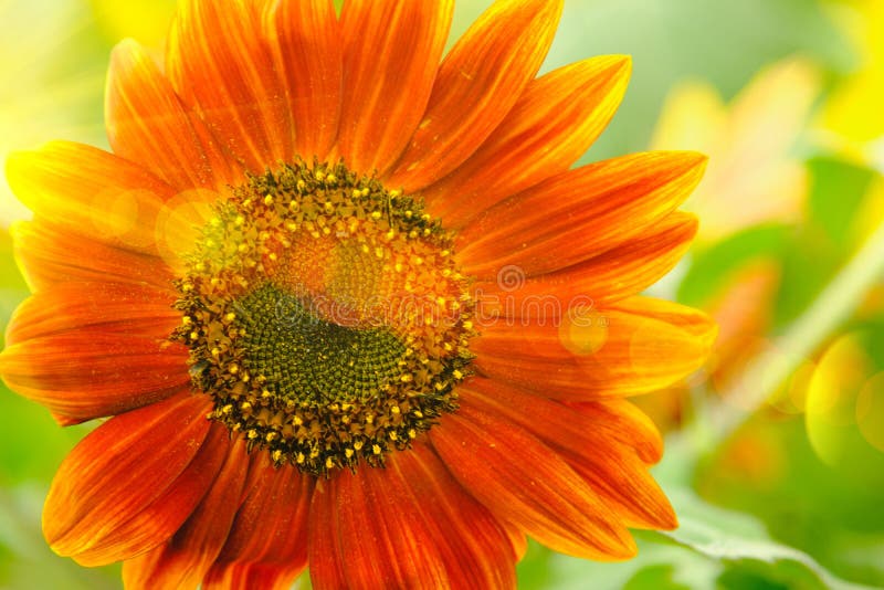 Red Sunflowers Field with Sun Rise Flare Effect. Stock Image Image of