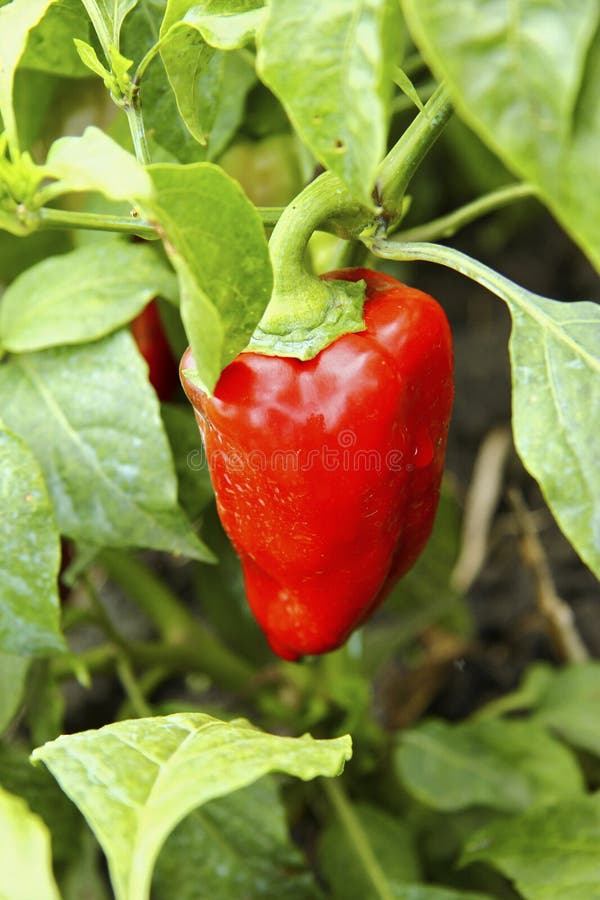 Red Sweet Pepper Growing on the Bed Stock Image Image of natural