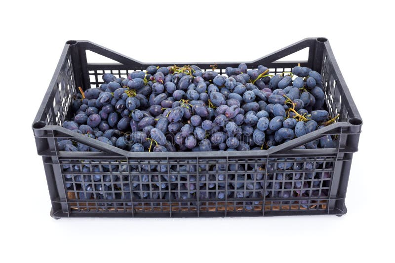 Red table grapes (Vitis) in plastic crate