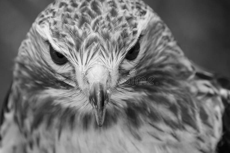 Red Tail Hawk in Black and white stock images Red Tail Hawk in Black and white stock images