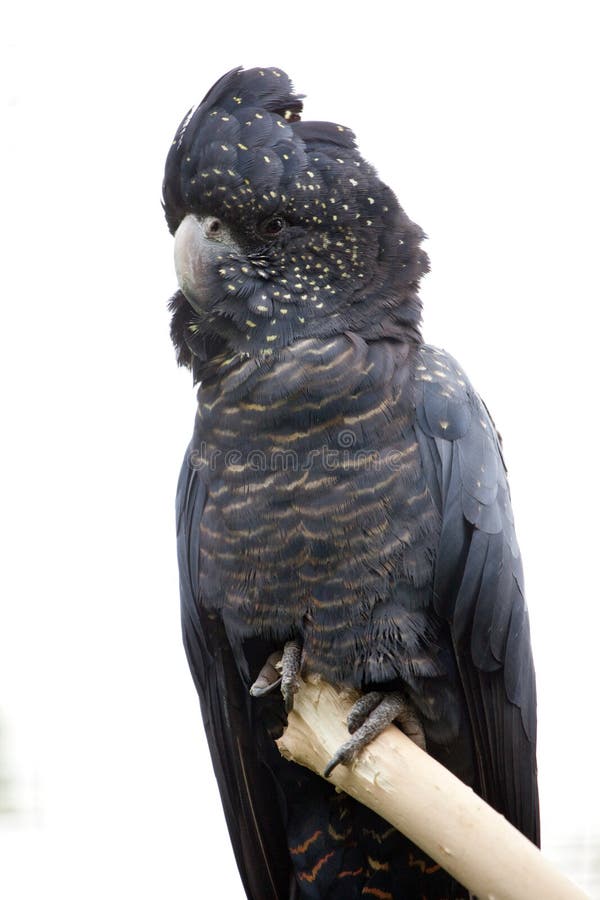 Black Cockatoo stock image. Image of rare, parrot, bird 25574363