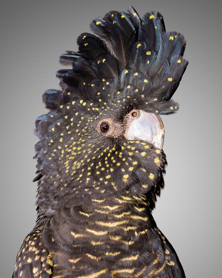 Black Cockatoo stock image. Image of rare, parrot, bird 25574363