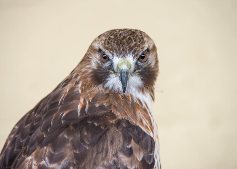 Red Tailed Buzzard