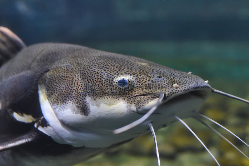 Red Tailed Catfish in Aquarium. Phractocephalus Hemioliopterus. Close