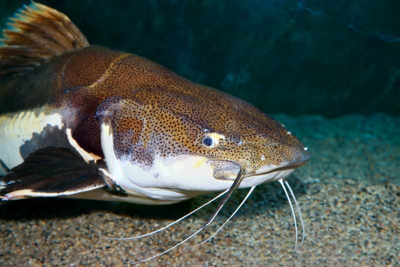 Red Tailed Catfish In Aquarium Freshwater Fish Stock Photo - Download Image  Now - iStock