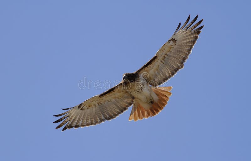 Red Tailed Hawk