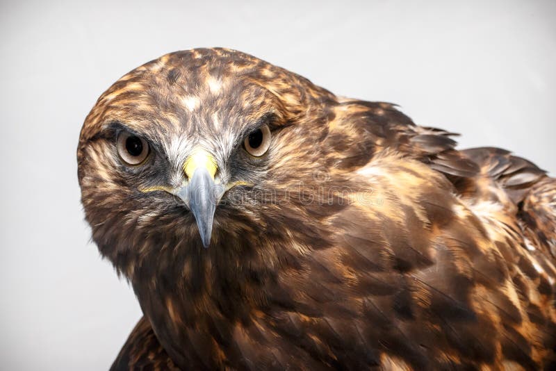 Red-tailed Hawk