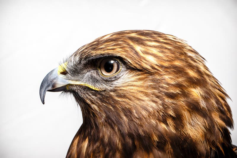 Red-tailed Hawk Stock Images - Image: 26956814