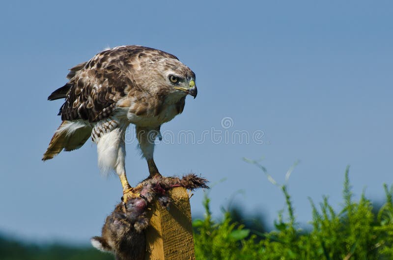 RedTailed Hawk with Captured Prey Stock Photo Image of buteo
