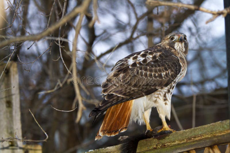 Red-Tailed Hawk Eating a Squirrel stock photo Red-Tailed Hawk Eating a Squirrel stock photo