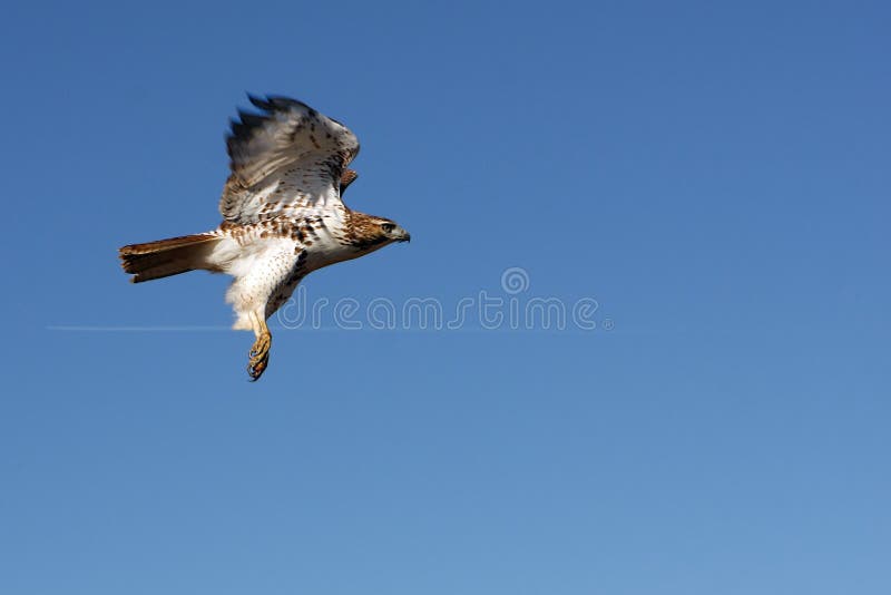 Red-tailed Hawk In Flight