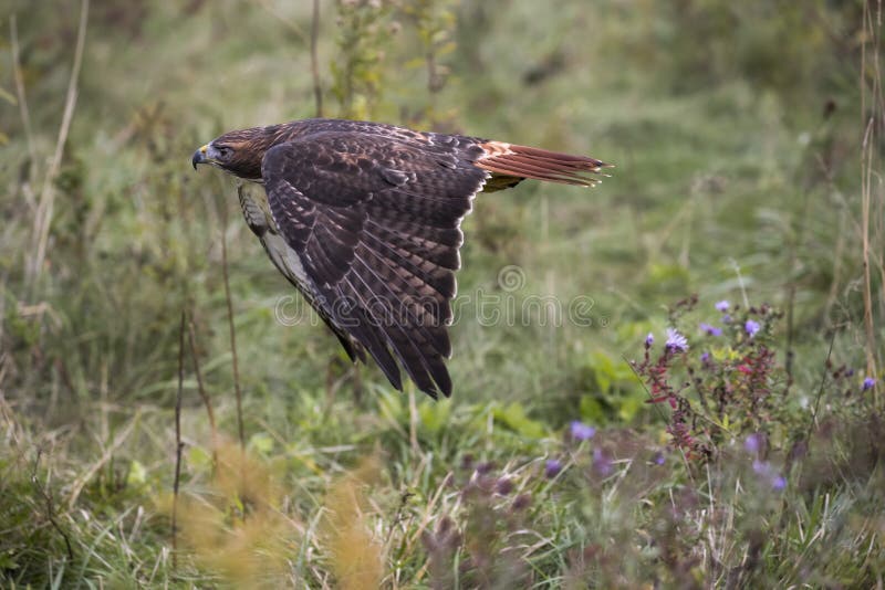 Red Tailed Hawk in flight