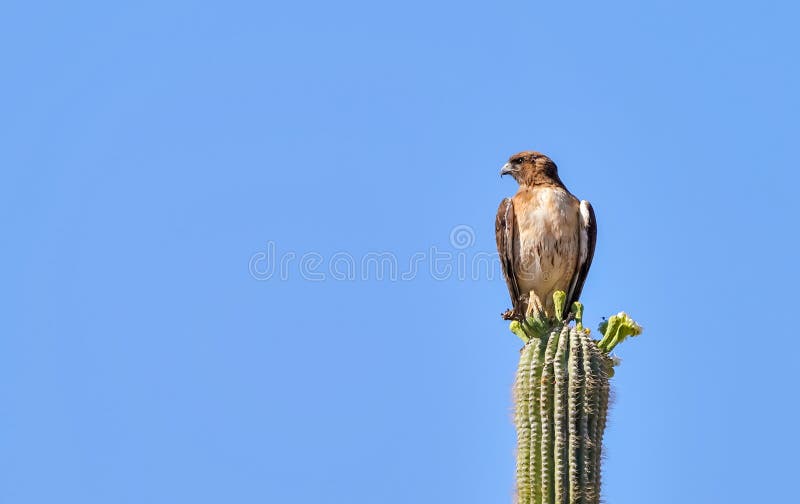 Red Tailed Hawk Sitting on a Saguaro Cactus